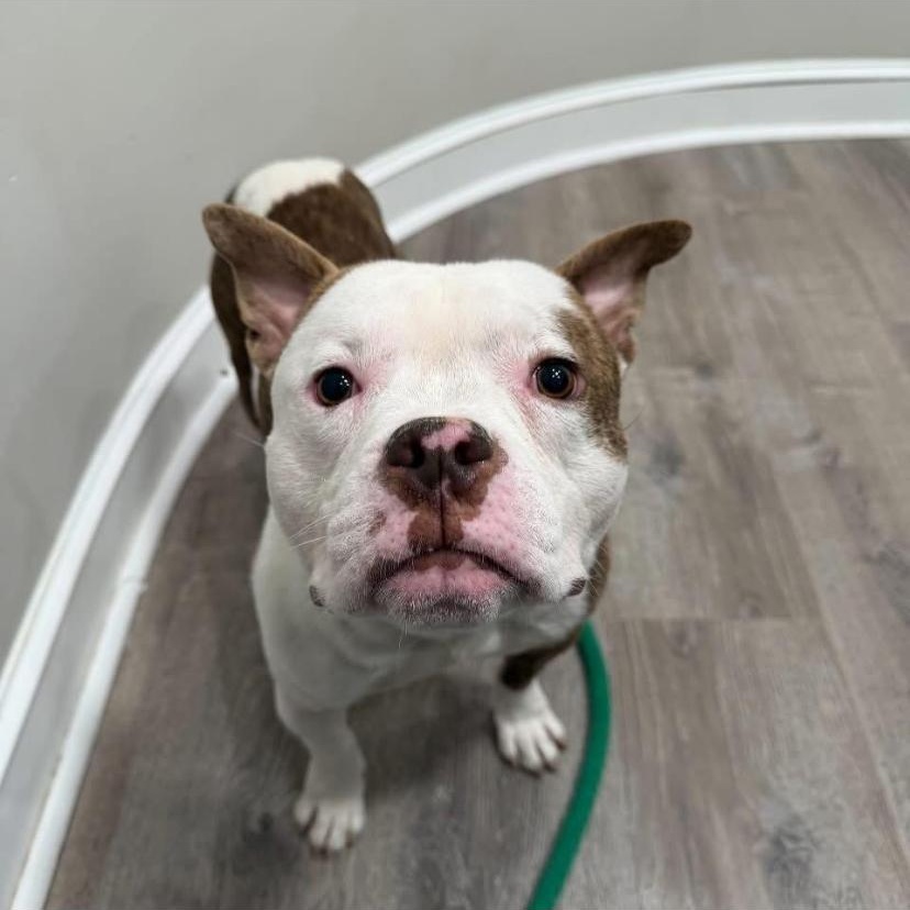 Enlarge Drama, a ADOPTABLE American Bully in Philadelphia, PA image 4/6