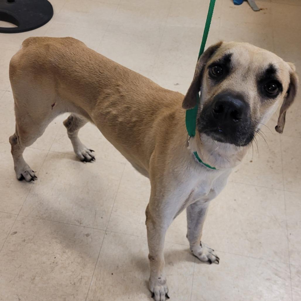 Jeff, Adoptable, Adult Male Mixed Breed.