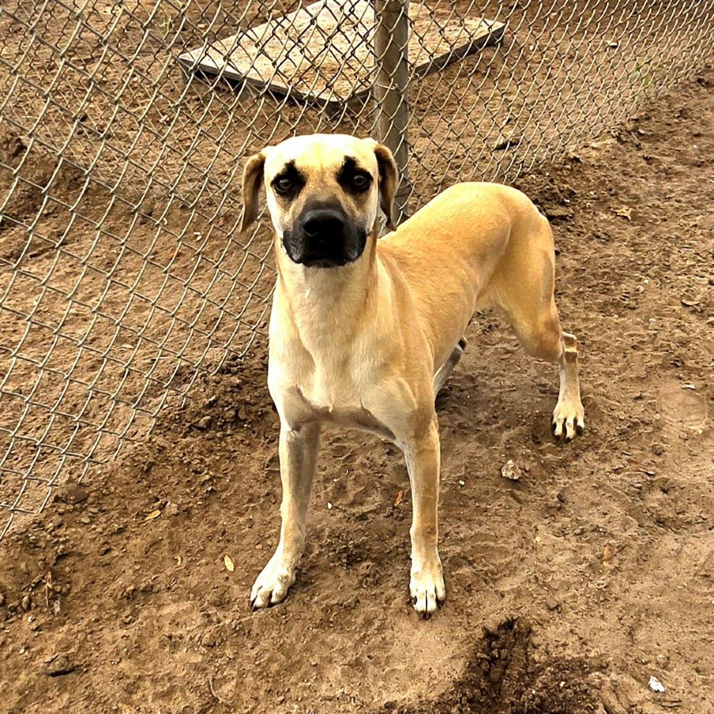 Enlarge Jeff, a Adoptable Mixed Breed in Lake Panasoffkee, FL image 2/4