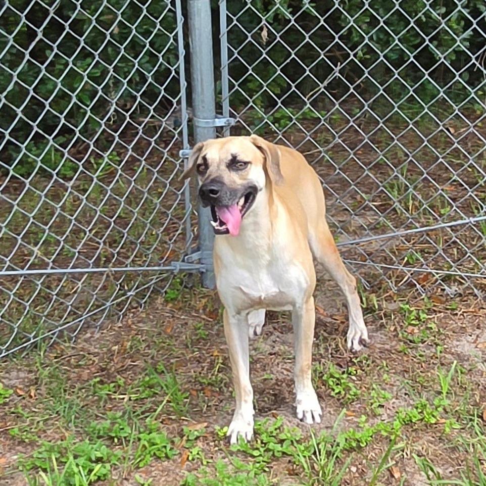 Enlarge Jeff, a Adoptable Mixed Breed in Lake Panasoffkee, FL image 3/4