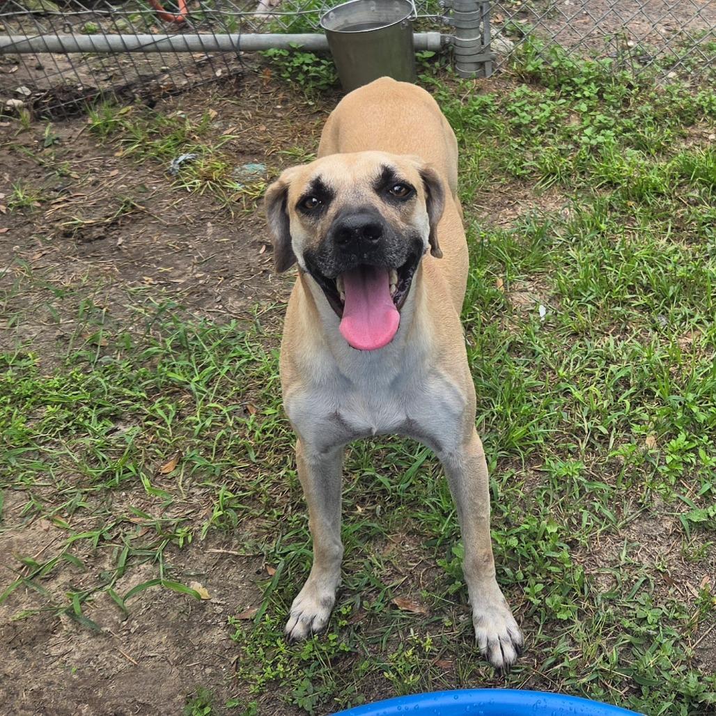 Enlarge Jeff, a Adoptable Mixed Breed in Lake Panasoffkee, FL image 4/4