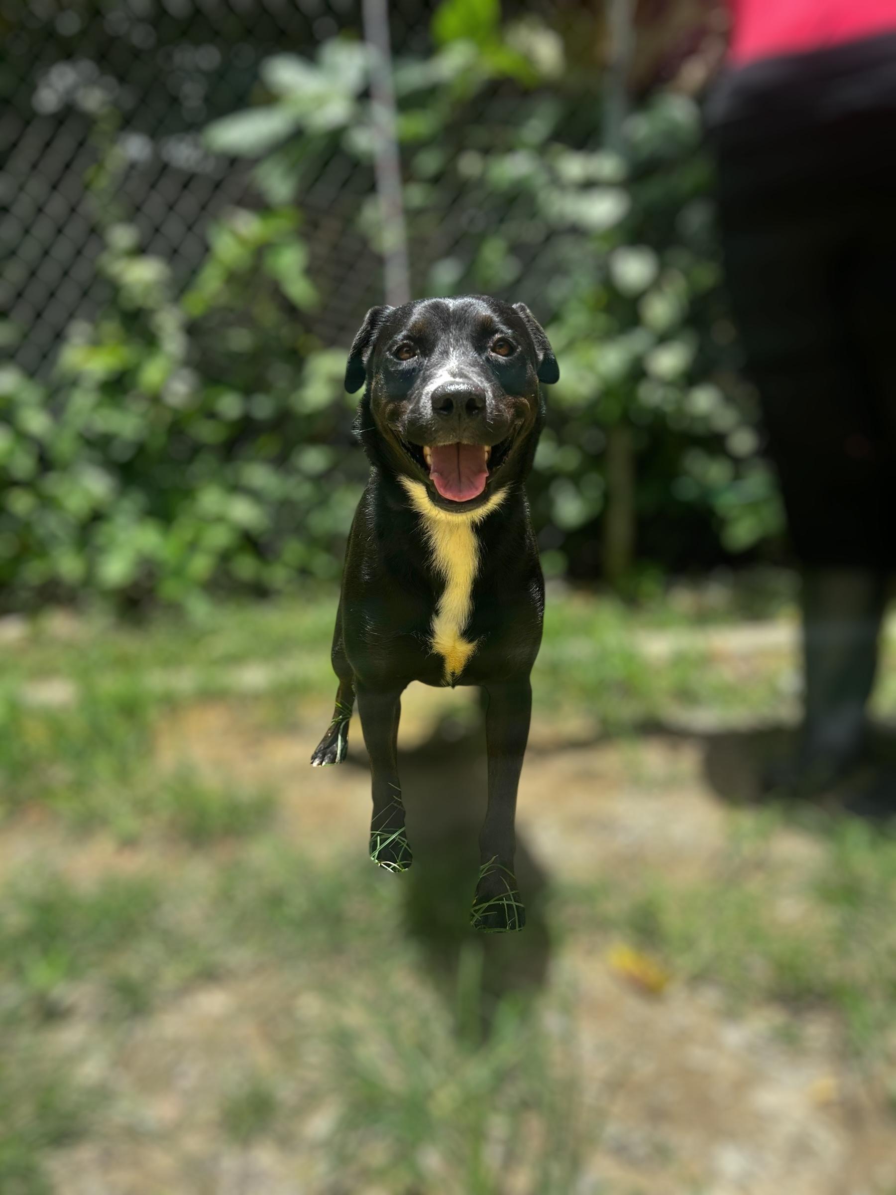 Polite Picasso, Adoptable, Senior Male Black Labrador Retriever.