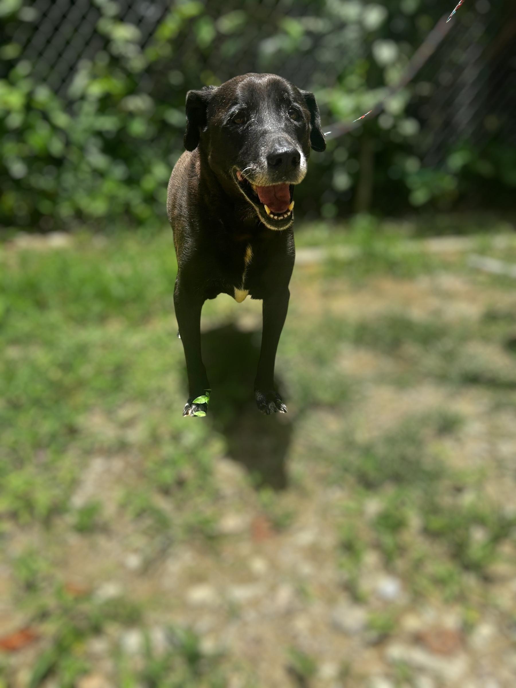 Enlarge Polite Picasso, a Adoptable mixed breed in Hammonton, NJ image 2/3