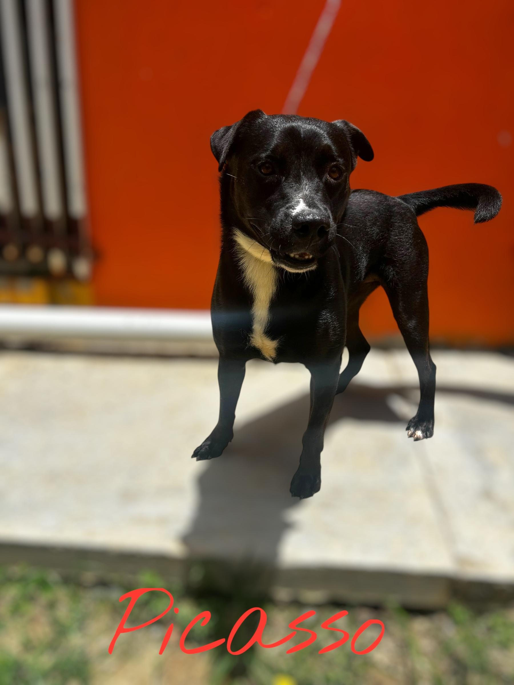 Enlarge Polite Picasso, a Adoptable mixed breed in Hammonton, NJ image 3/3