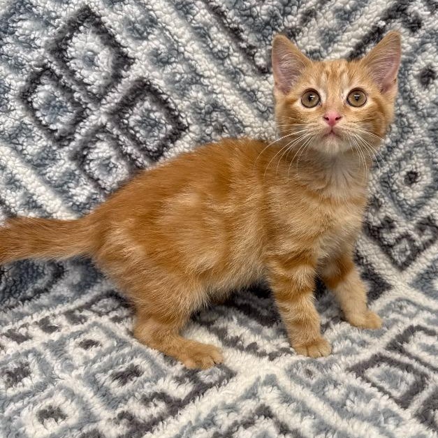 Bobby Lee, adopted, Kitten Male Domestic Short Hair.