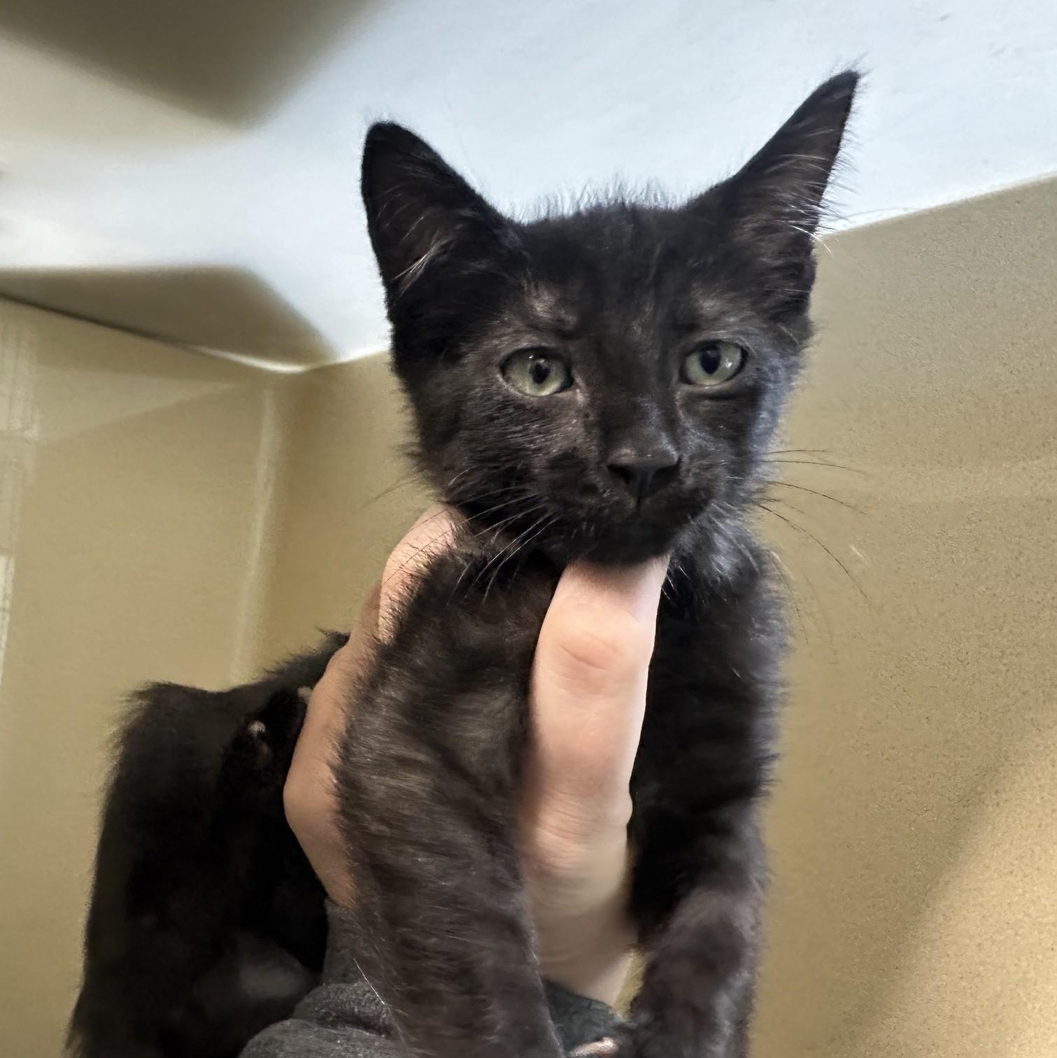 Peach, Adoptable, Kitten Female Domestic Short Hair.
