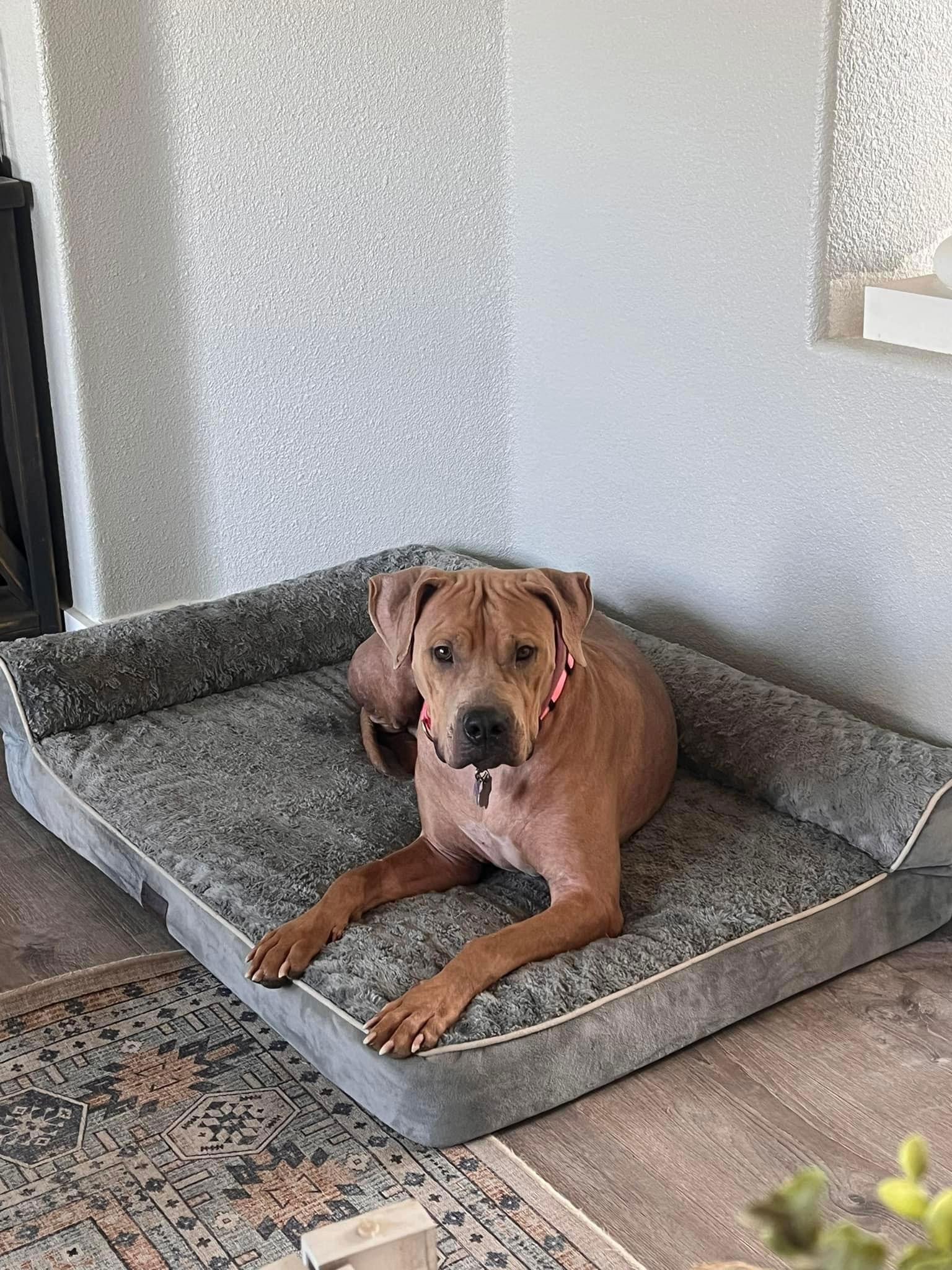 Biscuit, Adoptable, Adult Female Pit Bull Terrier.