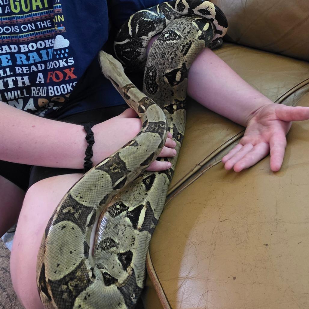 Snek, Adoptable, Adult Male Boa Constrictor.