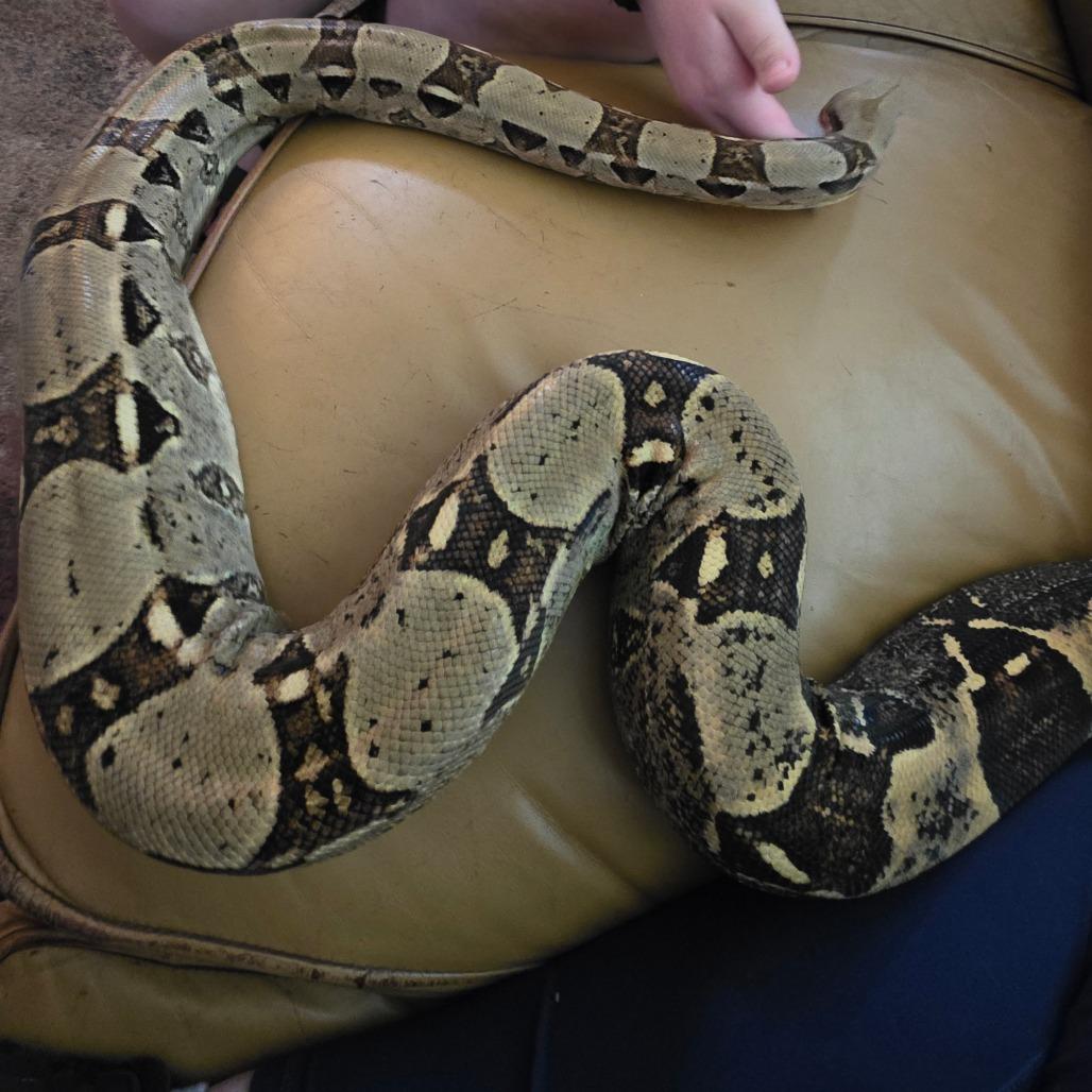 Enlarge Snek, a Adoptable Boa Constrictor in Frederick, MD image 2/6