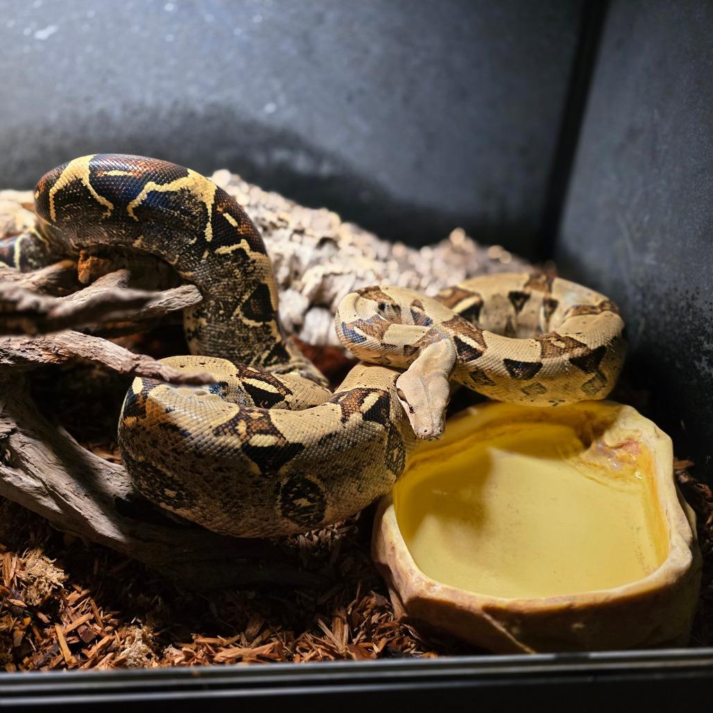 Enlarge Snek, a Adoptable Boa Constrictor in Frederick, MD image 3/6