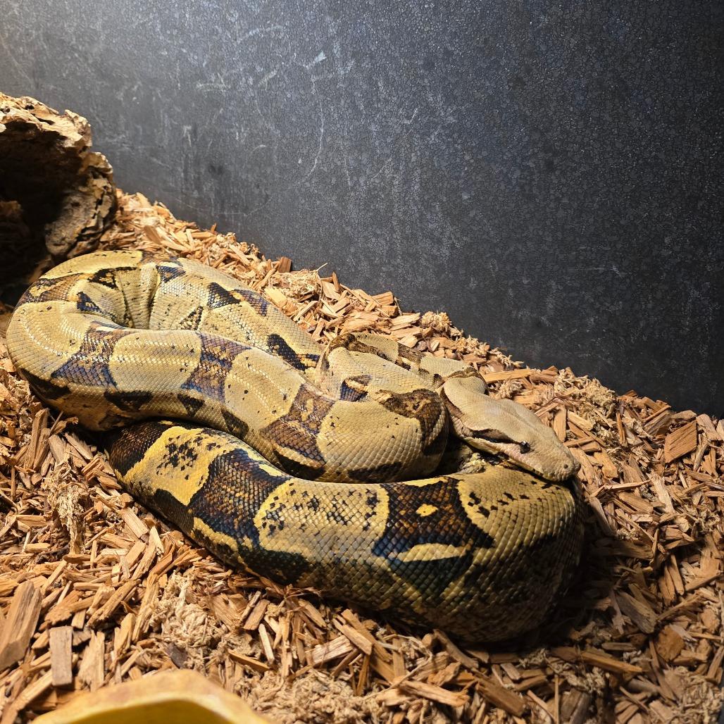Enlarge Snek, a Adoptable Boa Constrictor in Frederick, MD image 4/6