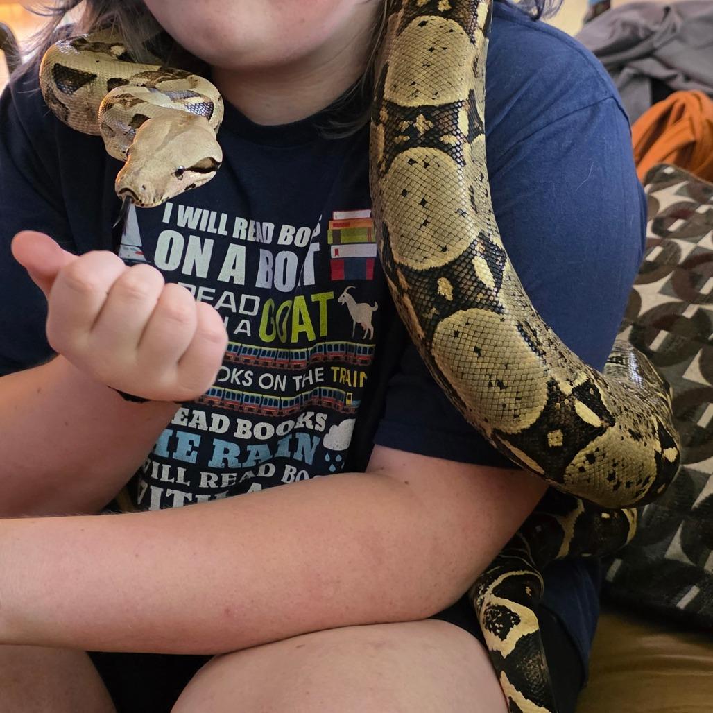 Enlarge Snek, a Adoptable Boa Constrictor in Frederick, MD image 5/6