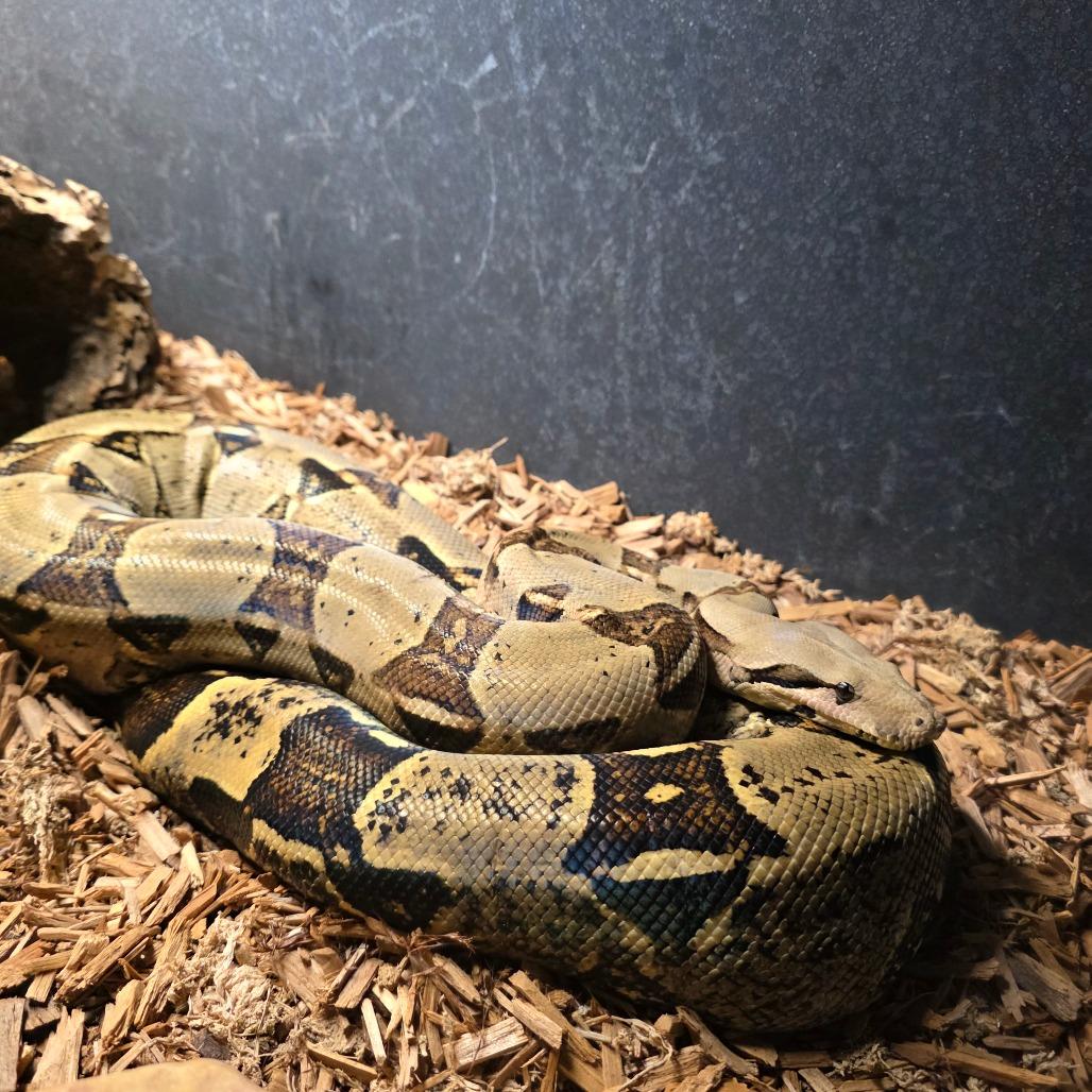 Enlarge Snek, a Adoptable Boa Constrictor in Frederick, MD image 6/6