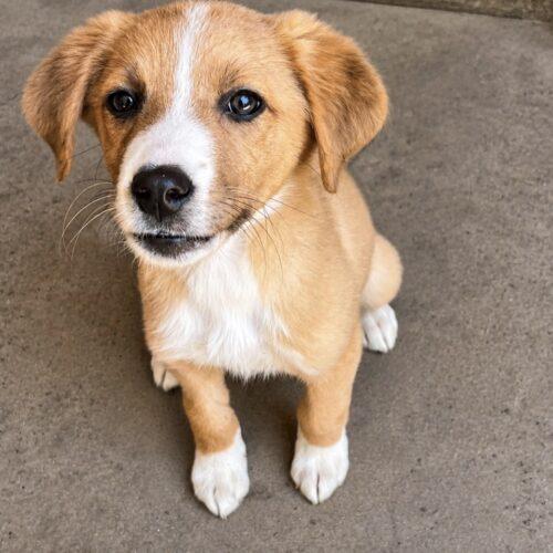 Penny, a Adoptable mixed breed in Edmond, OK image 1/3