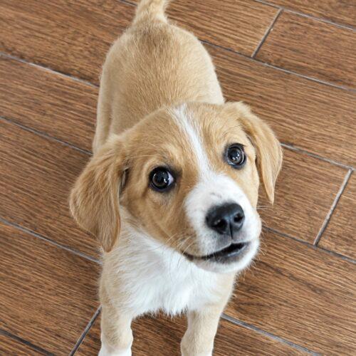Penny, a Adoptable mixed breed in Edmond, OK image 2/3