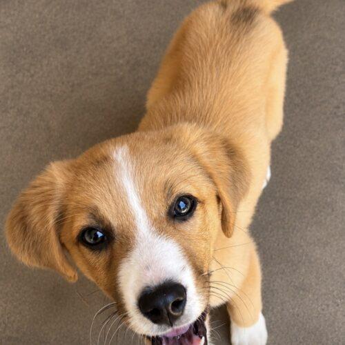 Penny, a Adoptable mixed breed in Edmond, OK image 3/3