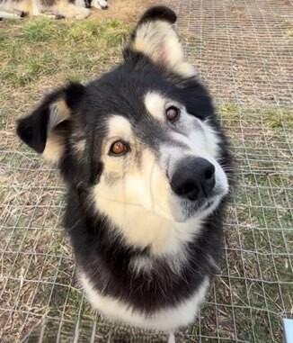 Togo, Adoptable, Adult Male Alaskan Malamute.