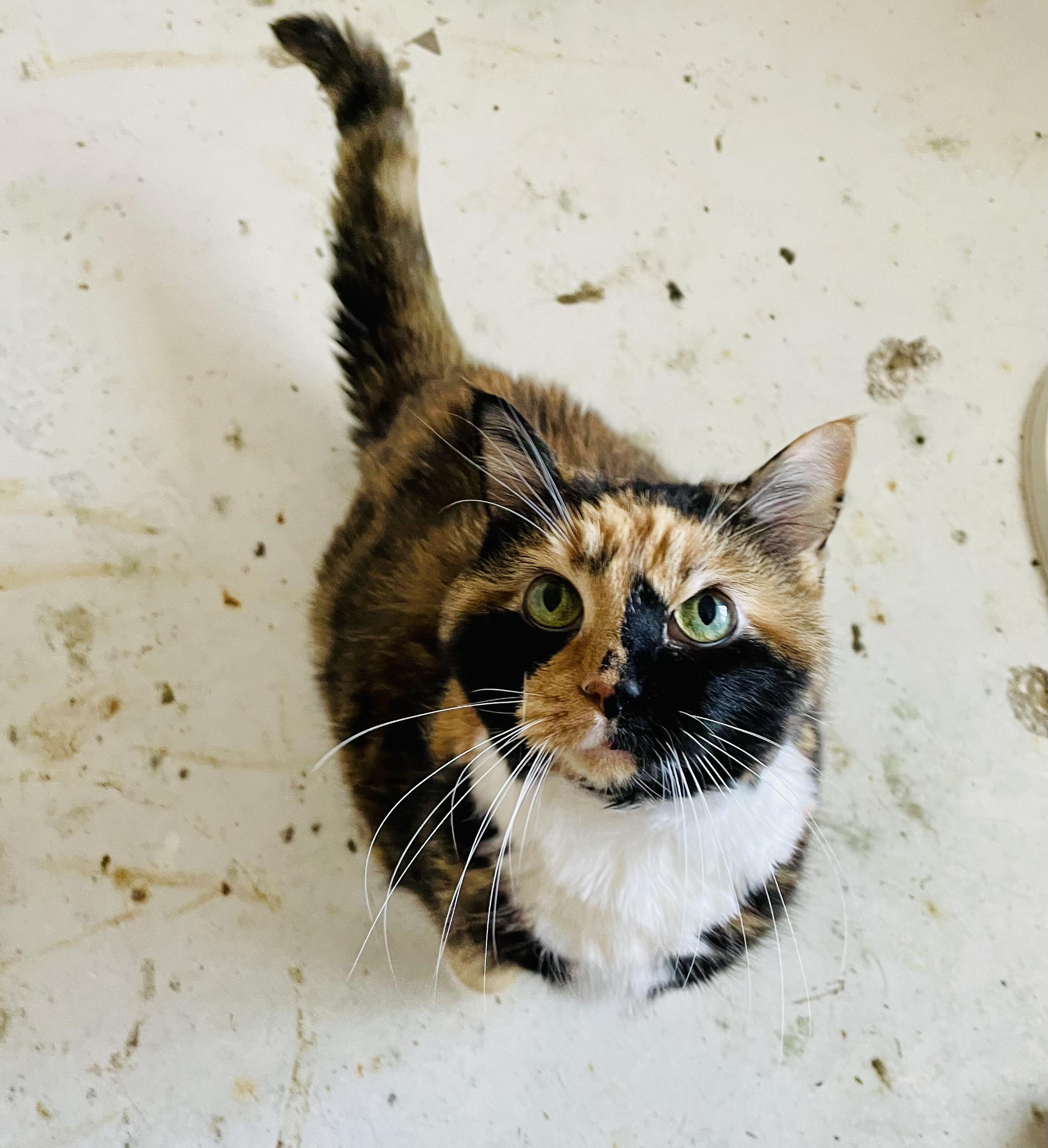 Enlarge Callie ---Community Courtesy Post---, a Adoptable mixed breed in Queen Creek, AZ image 2/3