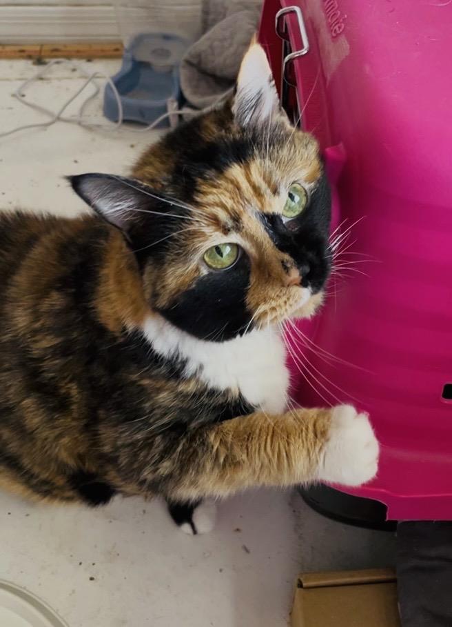 Enlarge Callie ---Community Courtesy Post---, a Adoptable mixed breed in Queen Creek, AZ image 3/3