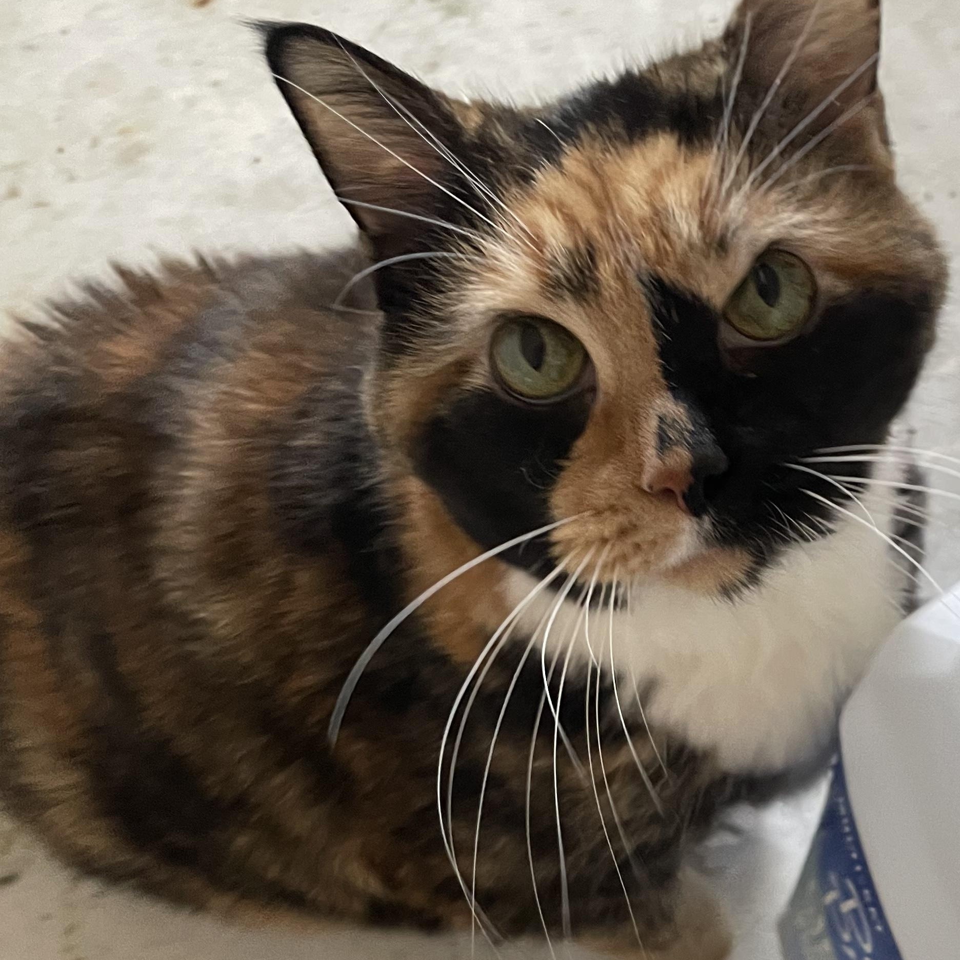Callie ---Community Courtesy Post---, Adoptable, Senior Female Domestic Short Hair.