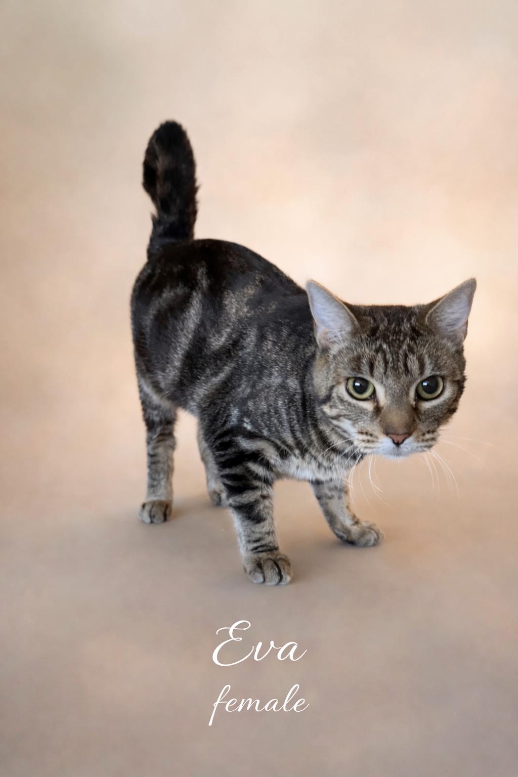 EVA, adopted, Adult Female Domestic Short Hair.