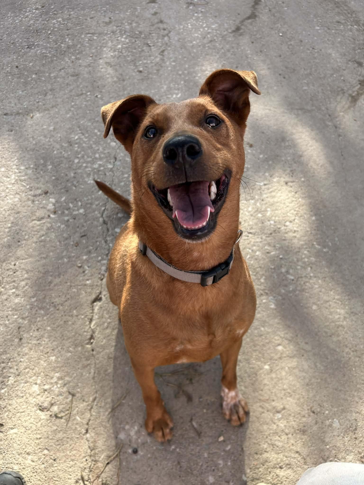 Enlarge Milo, a Adoptable Australian Cattle Dog / Blue Heeler in Kansas City, MO image 2/6