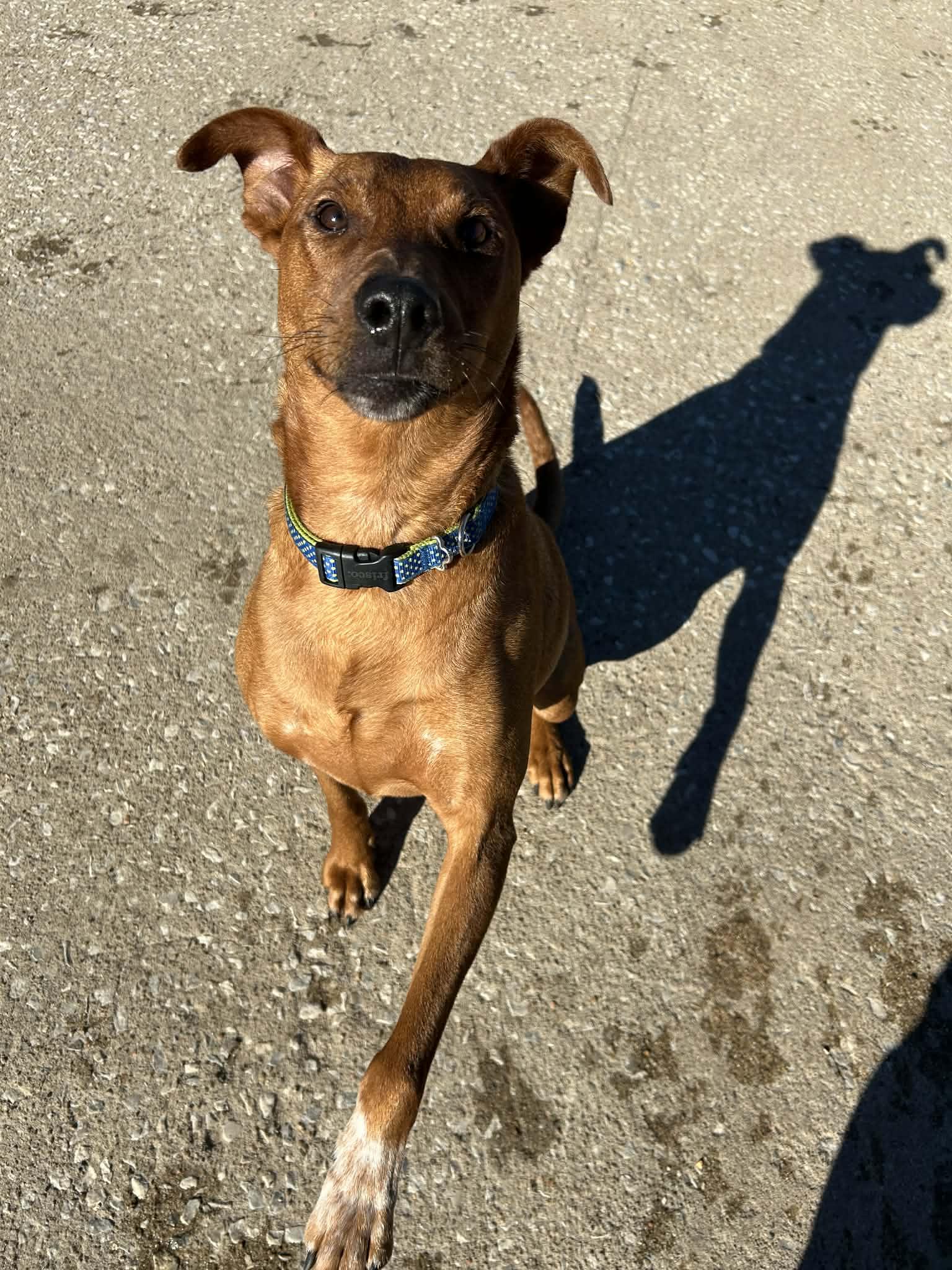 Enlarge Milo, a Adoptable Australian Cattle Dog / Blue Heeler in Kansas City, MO image 3/6
