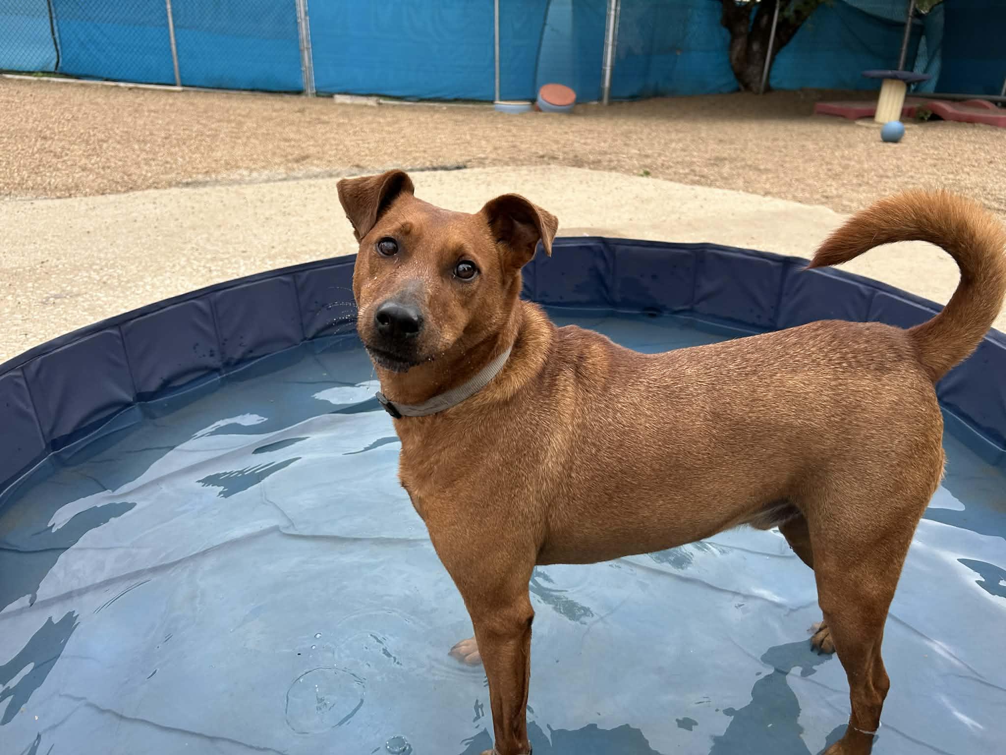 Enlarge Milo, a Adoptable Australian Cattle Dog / Blue Heeler in Kansas City, MO image 6/6