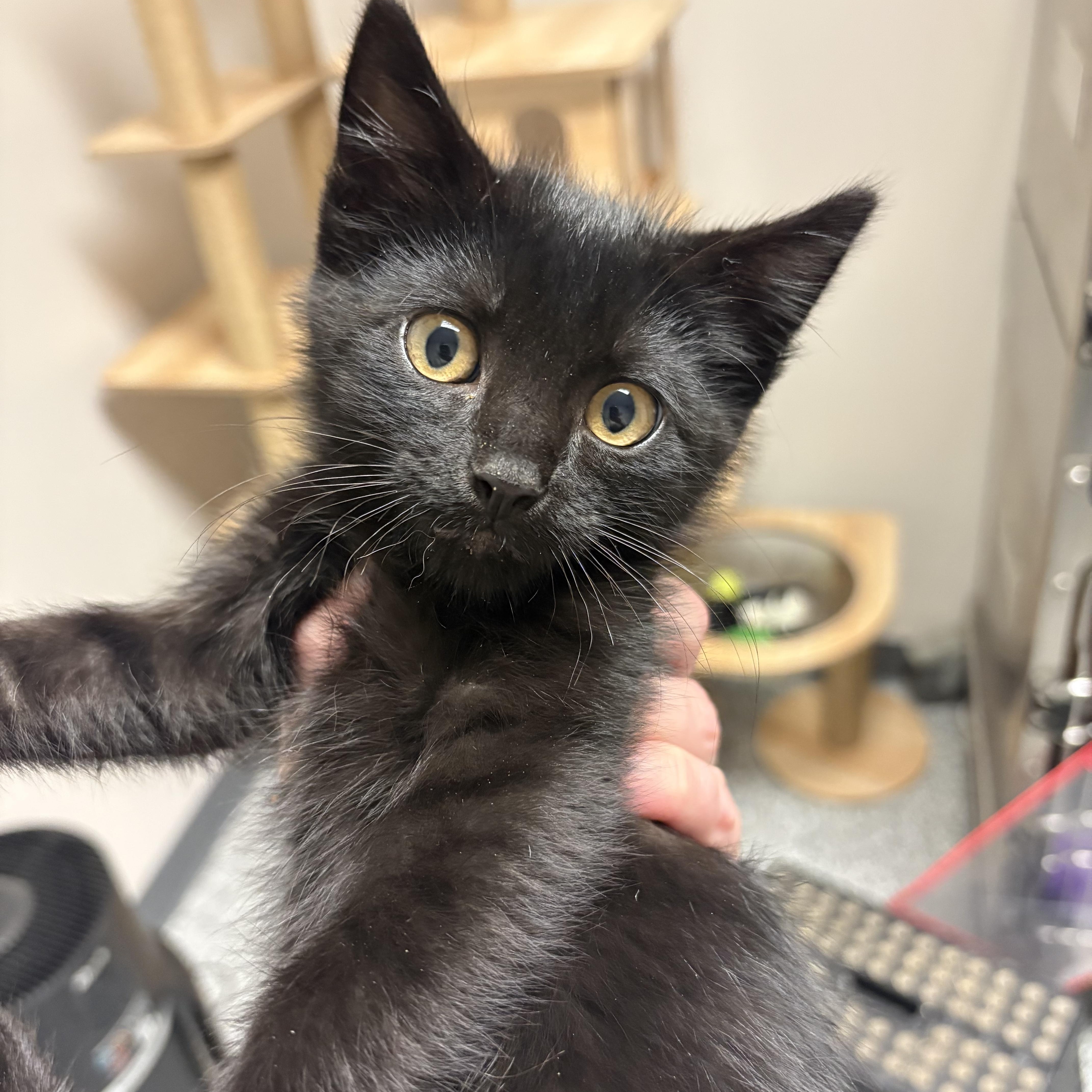 Odysseus, Adoptable, Kitten Male Domestic Short Hair.