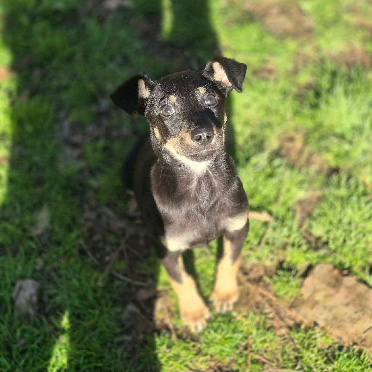 Enlarge Nexo, a Adoptable mixed breed in Newfoundland, NJ image 1/1
