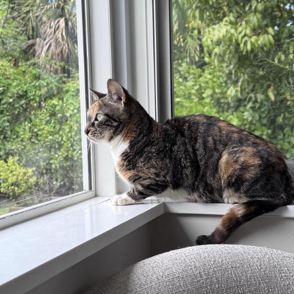Lyra, a Adoptable Domestic Short Hair in Miami, FL image 2/6