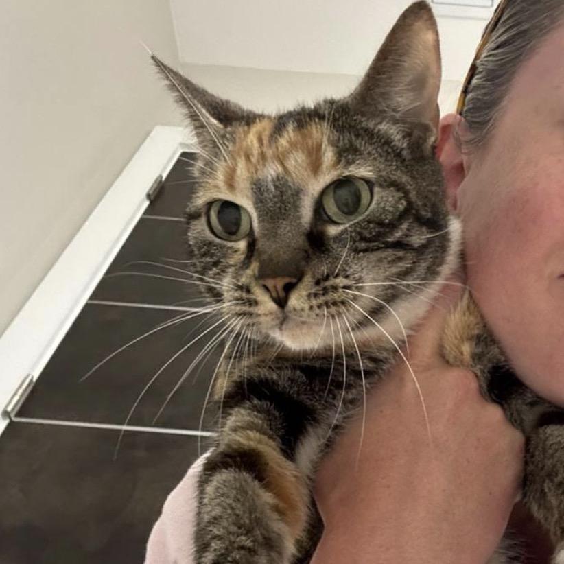 Lyra, a Adoptable Domestic Short Hair in Miami, FL image 3/6