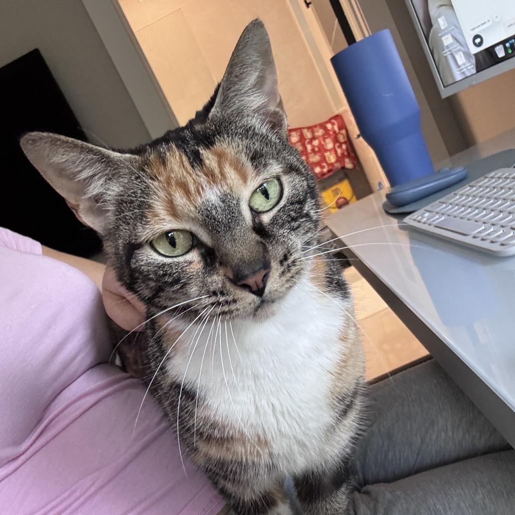Lyra, Adoptable, Young Female Domestic Short Hair.