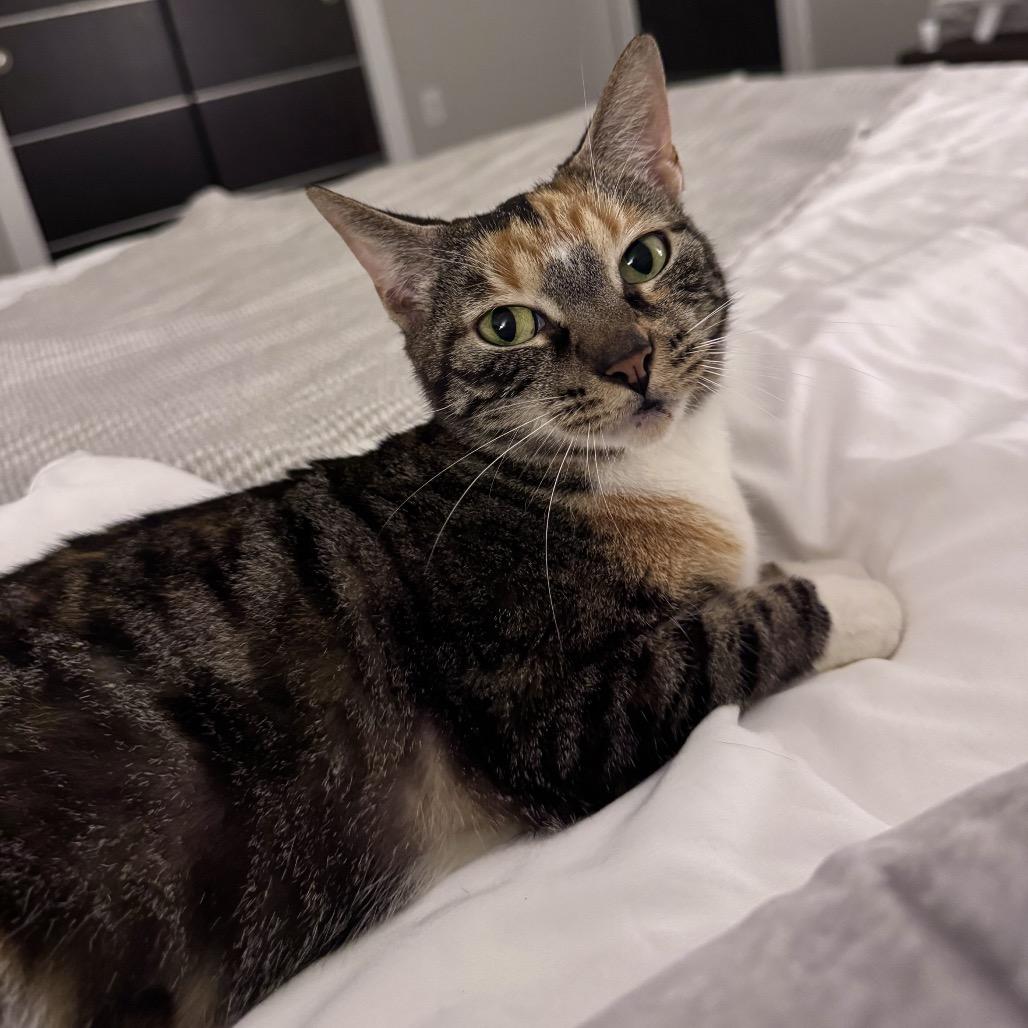 Lyra, a Adoptable Domestic Short Hair in Miami, FL image 4/6