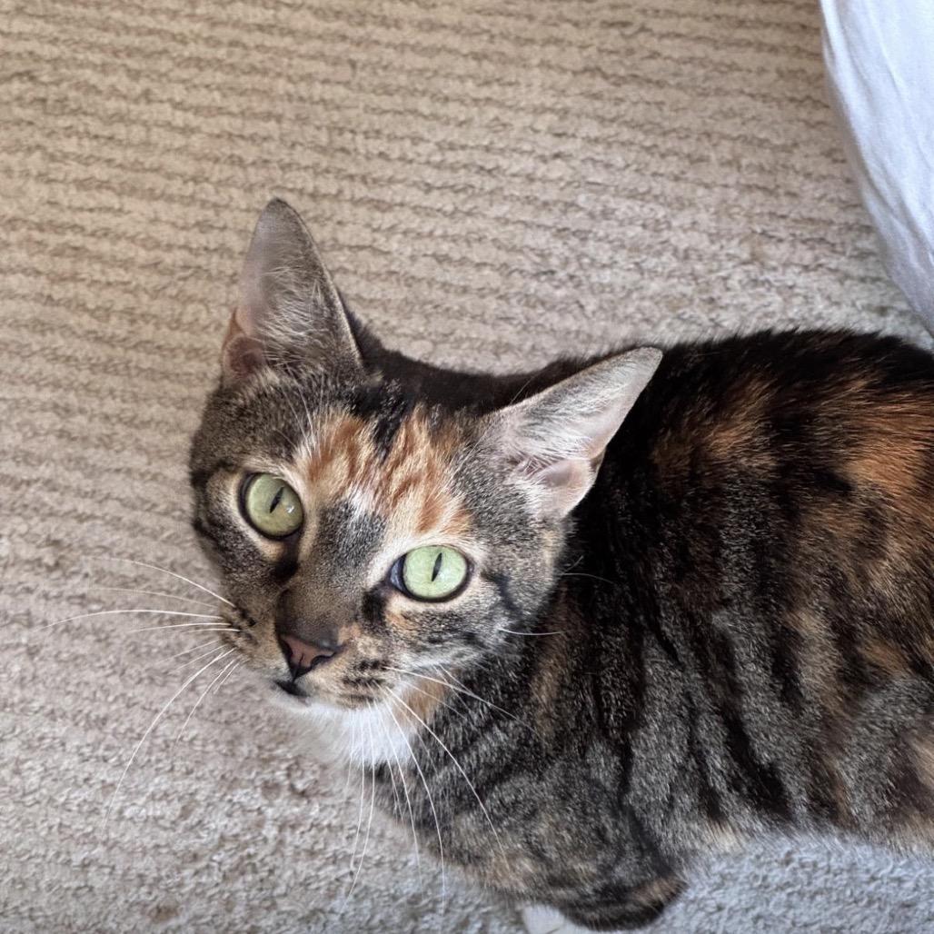 Lyra, a Adoptable Domestic Short Hair in Miami, FL image 5/6