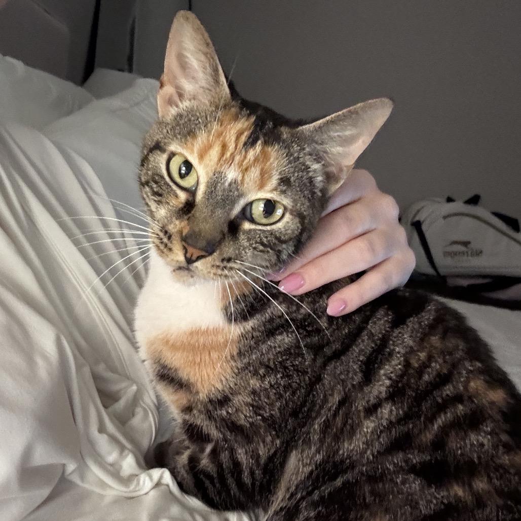 Lyra, a Adoptable Domestic Short Hair in Miami, FL image 6/6
