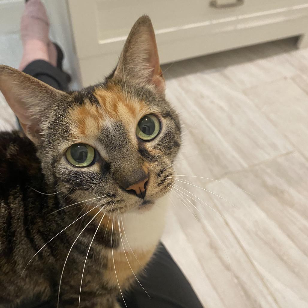 Lyra, a Adoptable Domestic Short Hair in Miami, FL image 2/6