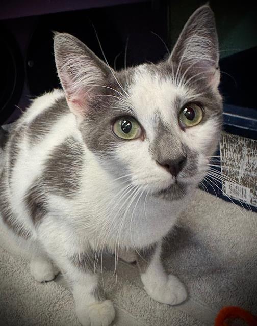 PEPPER, Adoptable, Young Female Domestic Short Hair.