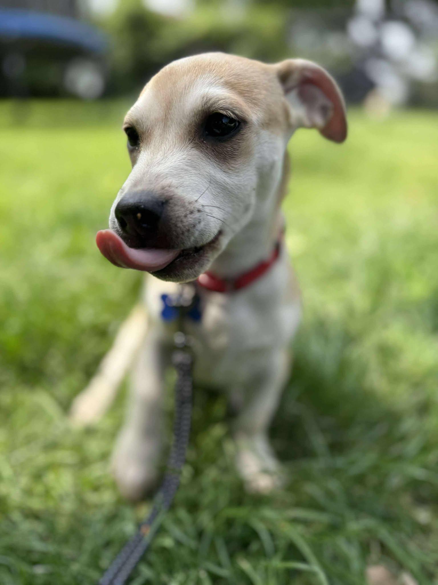 Skippy Jon, Baby Male Terrier