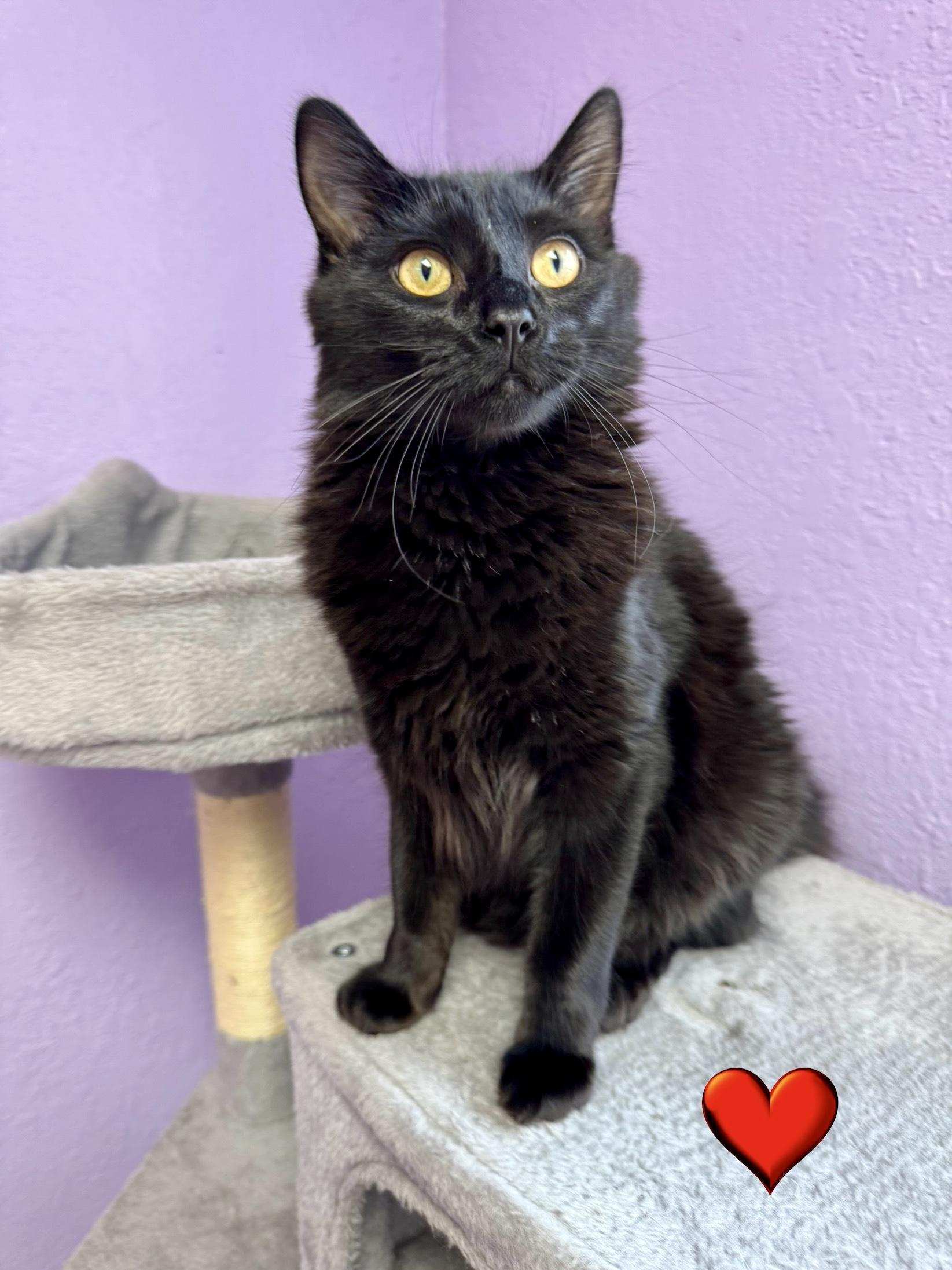 Enlarge Buttercup - Female - Medium Length Hair, an adoptable Domestic Medium Hair in Monroe, NC image 1/4