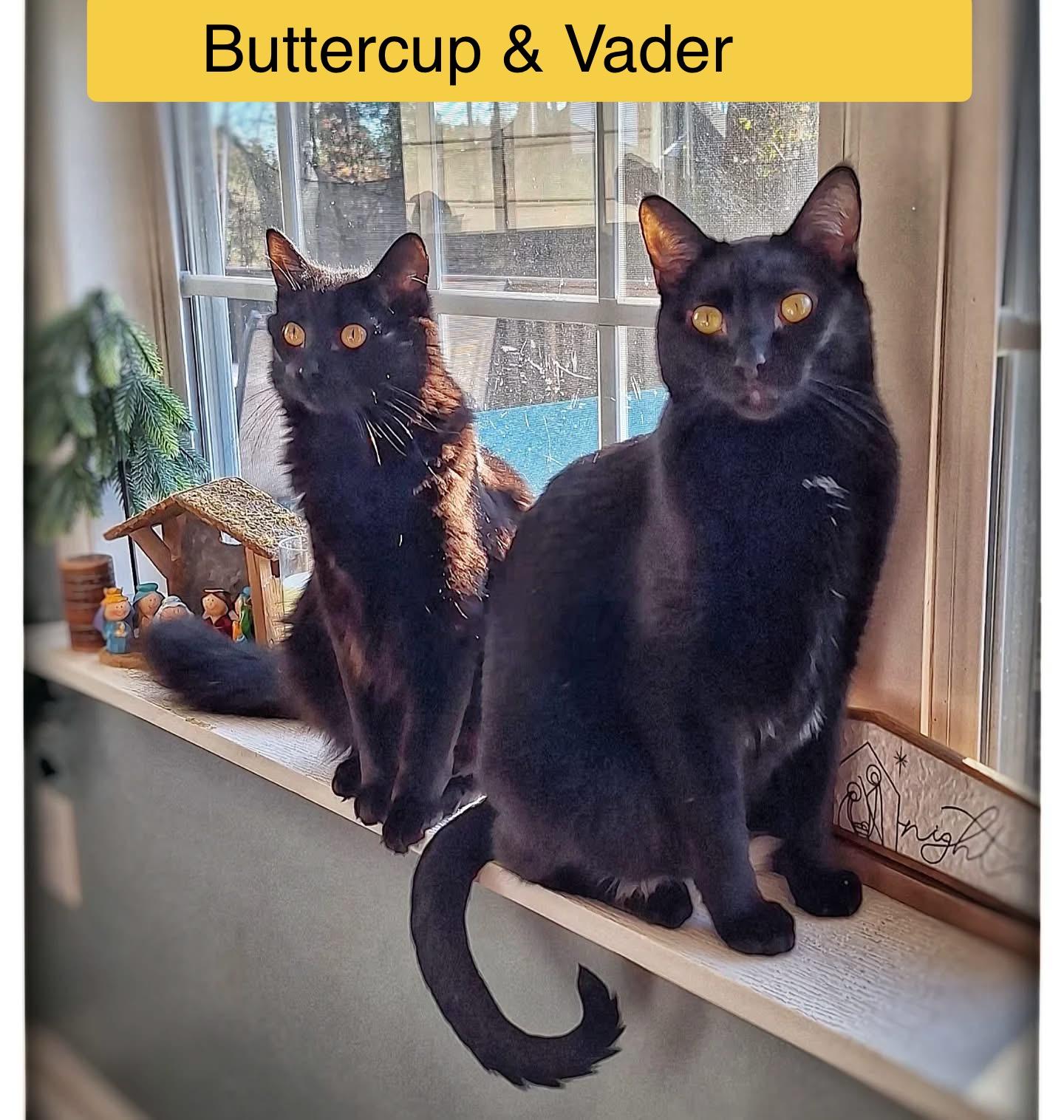 Enlarge Buttercup - Female - Medium Length Hair, an adoptable Domestic Medium Hair in Monroe, NC image 4/4