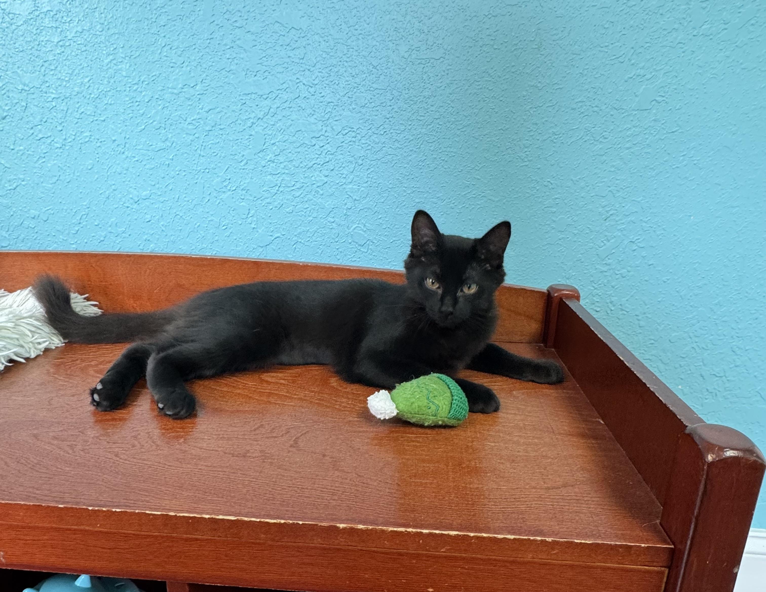 Buttercup - Female - Sweet Kitten - Medium Length Hair