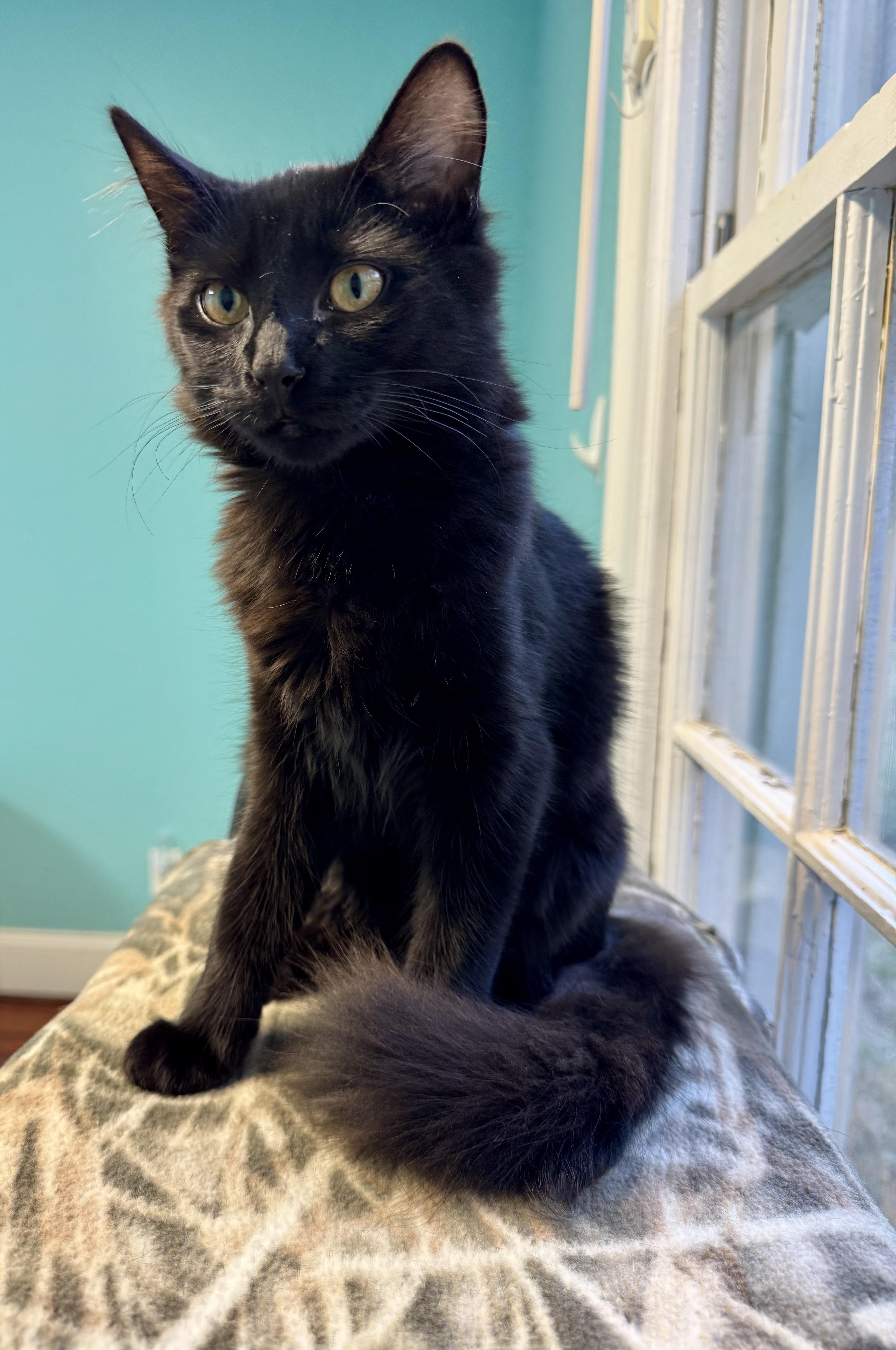 Buttercup - Female - Sweet Kitten - Medium Length Hair