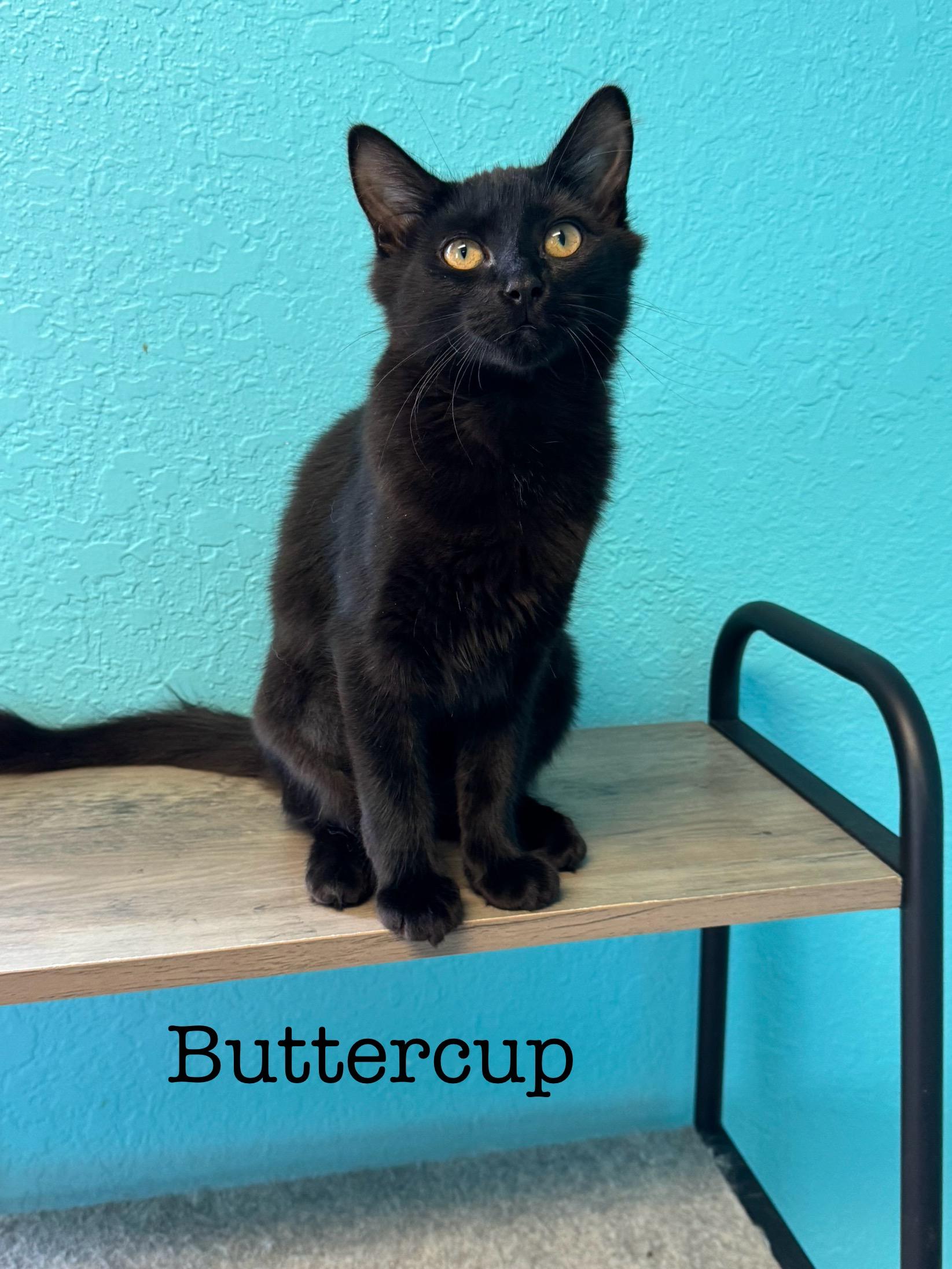 Buttercup - Female - Sweet Kitten - Medium Length Hair