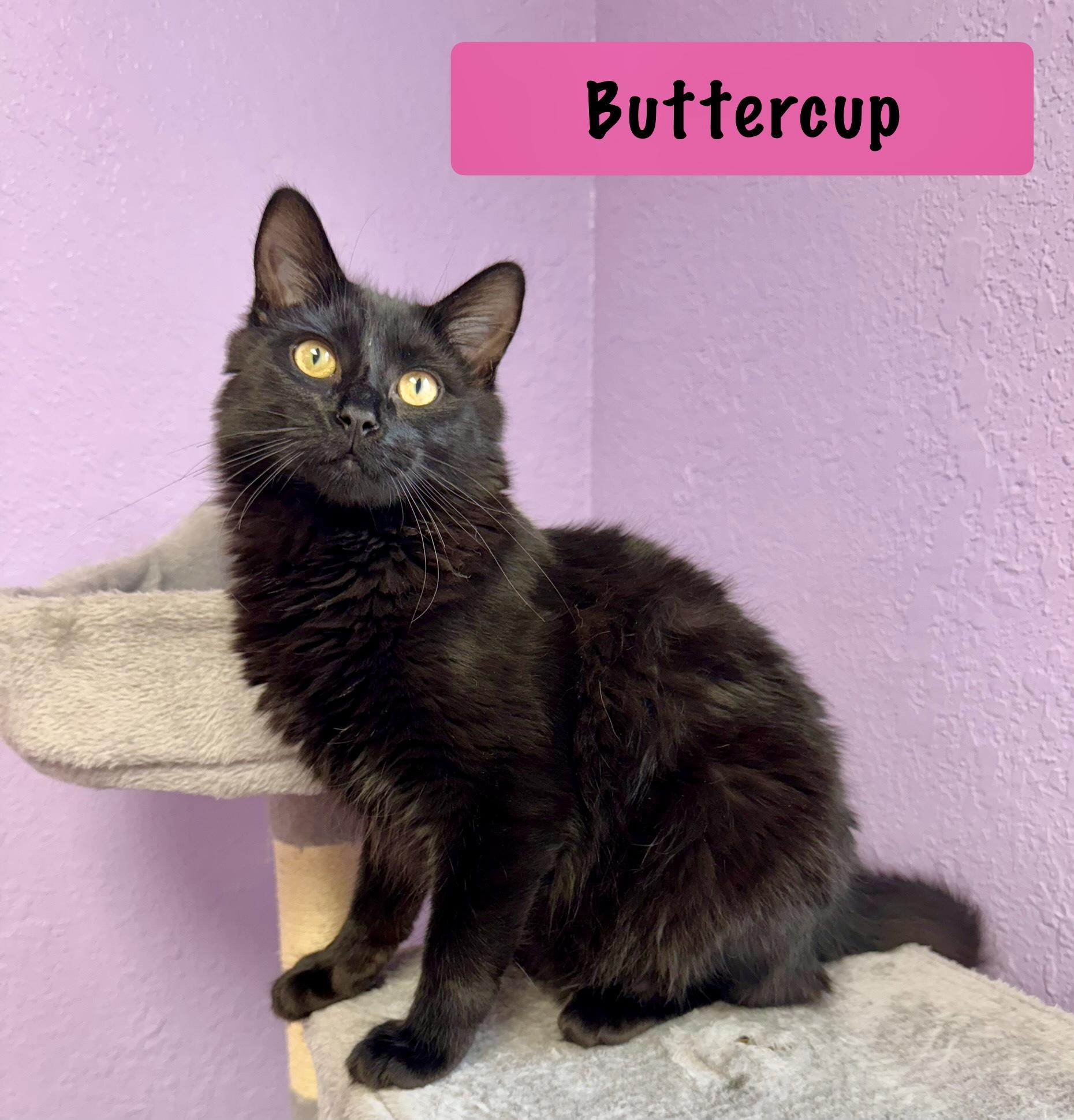 Enlarge Buttercup - Female - Medium Length Hair, an adoptable Domestic Medium Hair in Monroe, NC image 2/4
