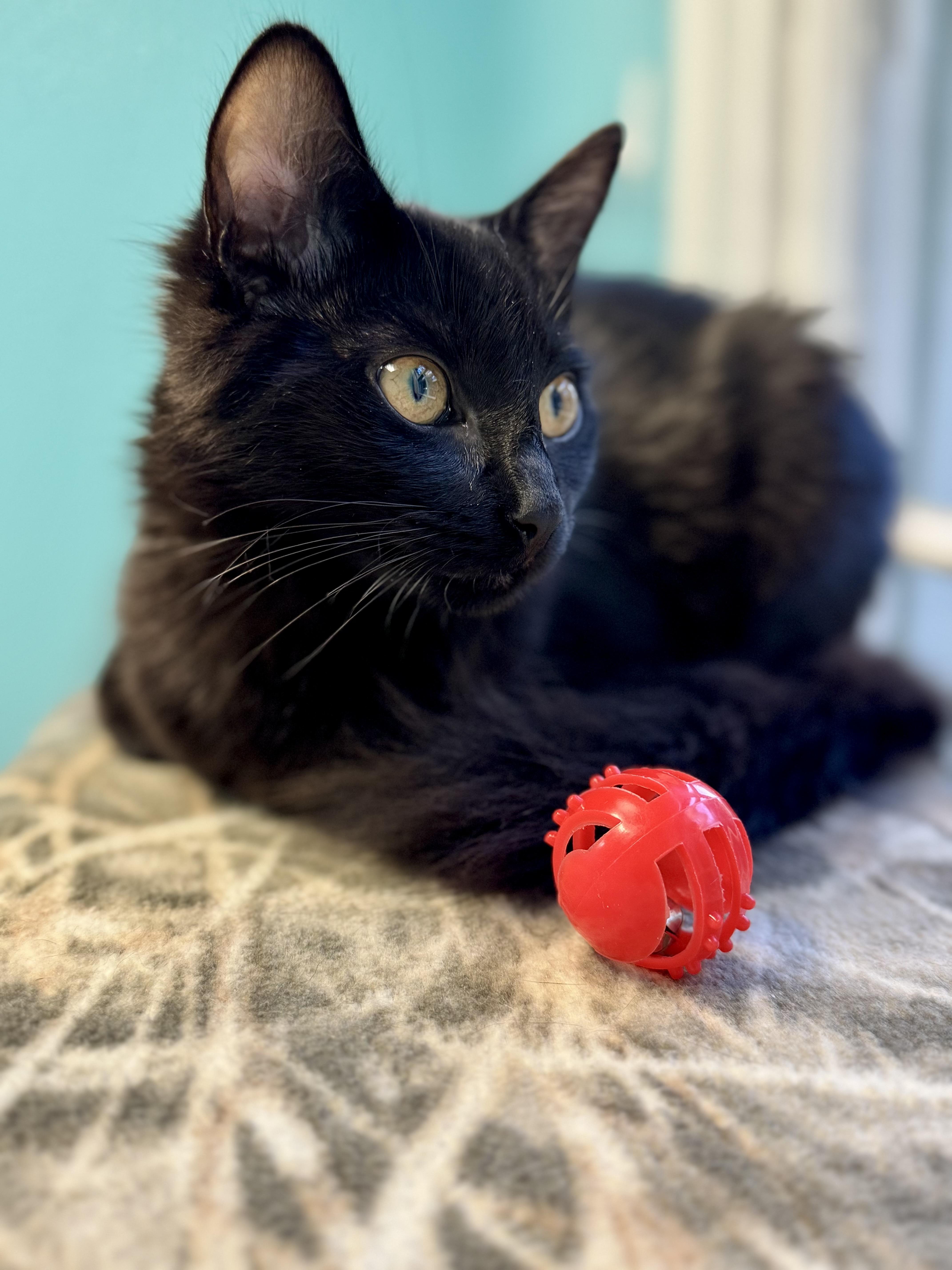 Buttercup - Female - Sweet Kitten - Medium Length Hair
