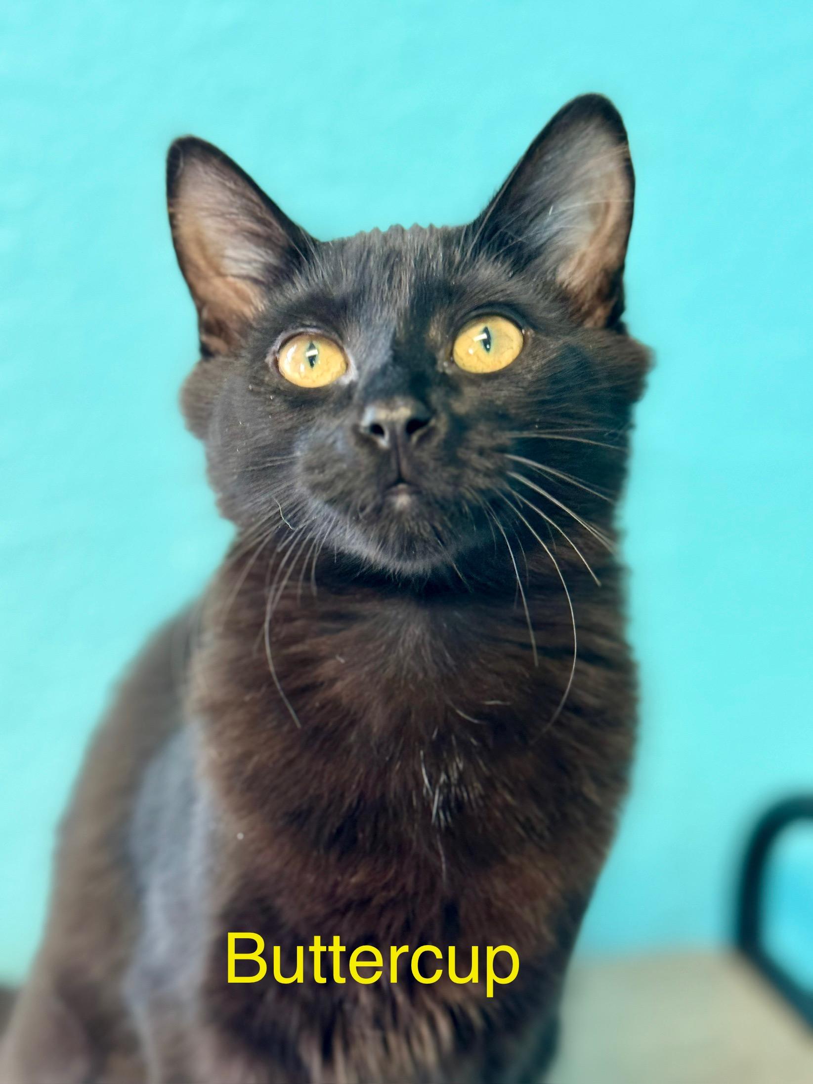 Buttercup - Female - Sweet Kitten - Medium Length Hair