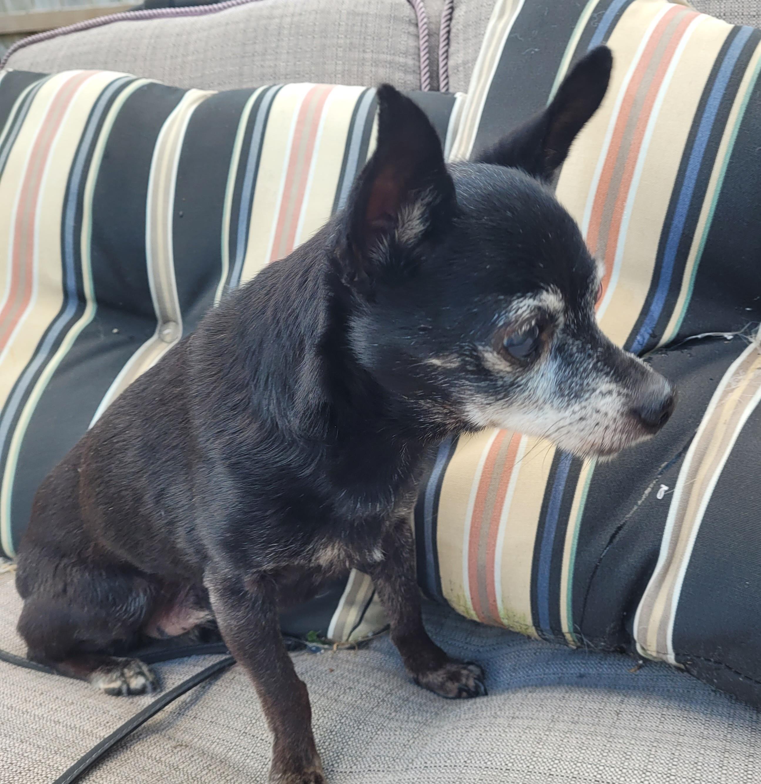 Cheeko (Please read my description I am in a holistic rescue), adopted, Senior Male Chihuahua.