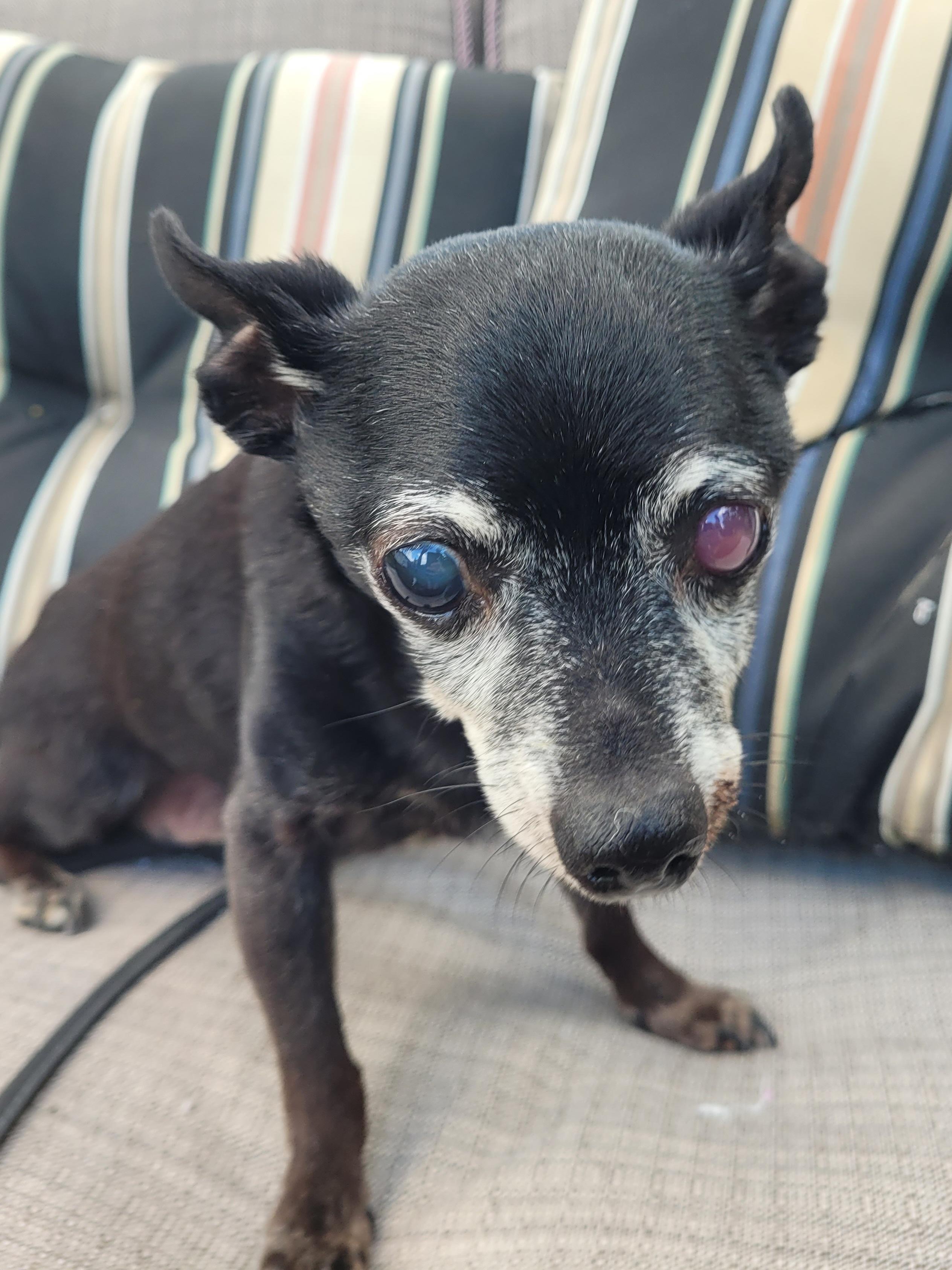 Enlarge Cheeko (Please read my description I am in a holistic rescue), an adopted Chihuahua in Warren, MI image 2/4