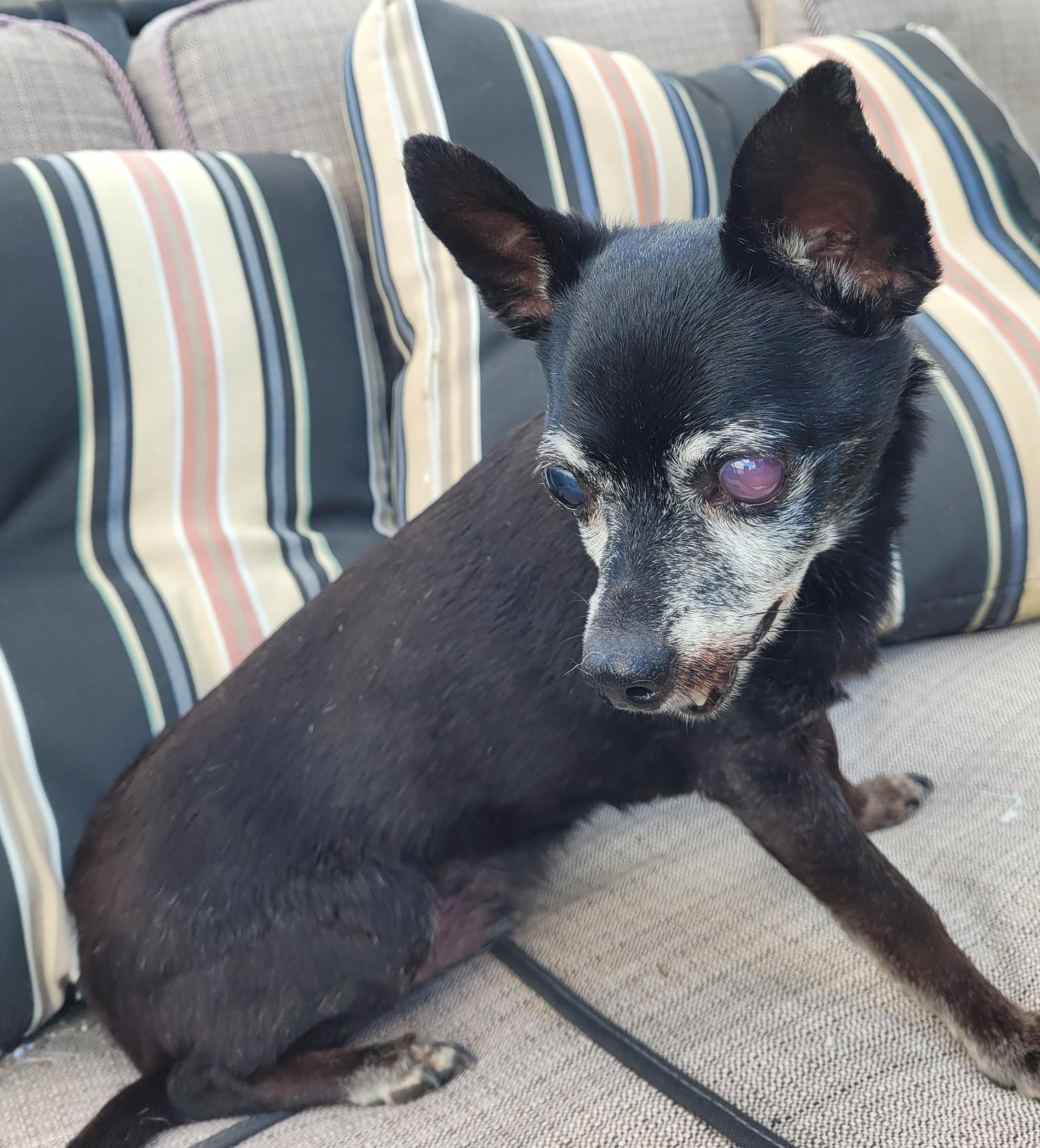 Cheeko (Please read my description I am in a holistic rescue)